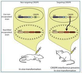 細菌轉化 細菌轉化