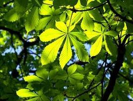 薄葉榿葉樹 薄葉榿葉樹