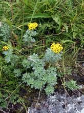 細葉亞菊 細葉亞菊