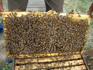 手把手創立起來的蜂王國