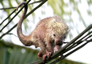 更格盧鼠科 更格盧鼠科