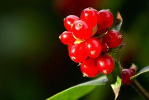 晉南忍冬 晉南忍冬