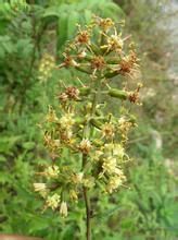 三舌合耳菊 三舌合耳菊