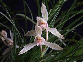 雲南蓮瓣蘭 雲南蓮瓣蘭