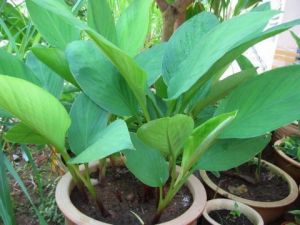 凹唇姜屬 凹唇姜屬