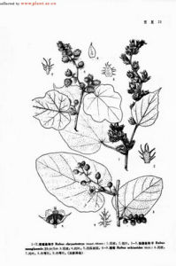 黃穗懸鉤子 黃穗懸鉤子