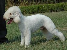 貝靈頓綆犬 貝靈頓綆犬