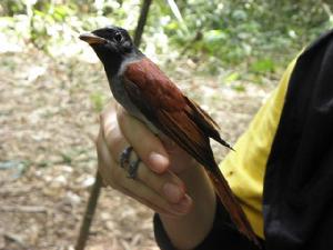 壽帶鳥馬來亞種