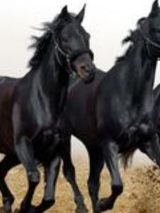 高頭大馬 高頭大馬