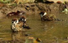 群雀沖涼 雨大又強