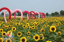 江南葵園金色向日葵花海