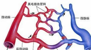 真毛細血管 真毛細血管