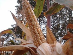 排把王基自然村農村經濟-玉米