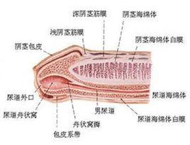 勃起疼痛 勃起疼痛