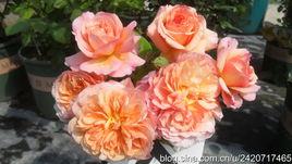 阿德瑞娜 阿德瑞娜