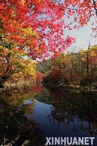 《霜葉紅似二月花》