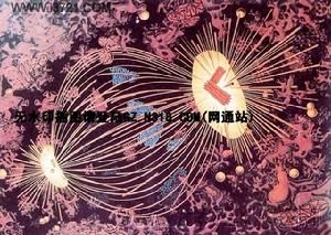 紡錘體纖維 紡錘體纖維