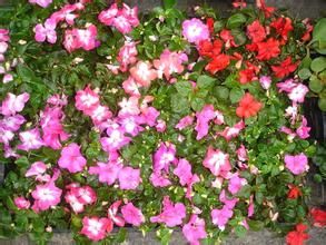 闊葉杭子梢 闊葉杭子梢