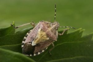 上斧顎虱屬 上斧顎虱屬