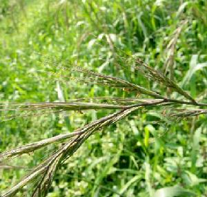 鵝觀草[禾本科鵝觀草屬植物]