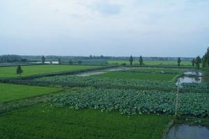 朱湖農場 朱湖農場