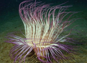 斑節千手佛珊瑚 斑節千手佛珊瑚