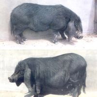 黔北黑豬 黔北黑豬