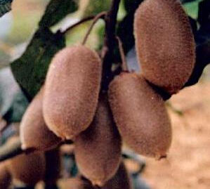 武植81—1 武植81—1