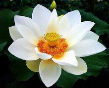 白蓮