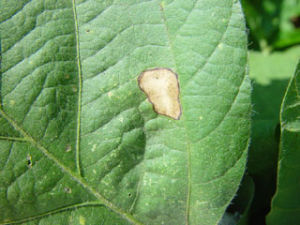 菜用大豆葉斑病 菜用大豆葉斑病