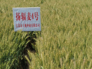 揚輻麥4號 揚輻麥4號