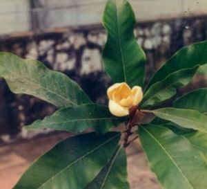 絹毛木蘭 絹毛木蘭