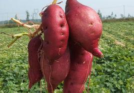 白薯精白澱粉 白薯精白澱粉