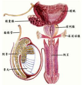 細菌性尿道炎 細菌性尿道炎