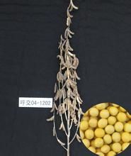 登科2號 登科2號