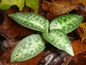 斑葉蘭屬 斑葉蘭屬