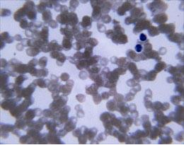 剪影照片 剪影照片