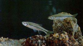 南方波魚 南方波魚