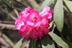 迷人杜鵑 迷人杜鵑