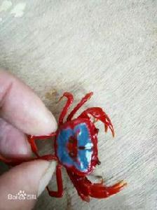 蝶紋內陸溪蟹 蝶紋內陸溪蟹