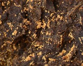 金珠[茯茶-金珠（金花）]