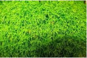 瓦氏指葉苔 瓦氏指葉苔