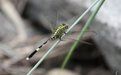 粗灰蜻 粗灰蜻