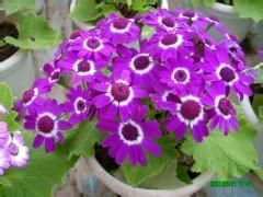 腺果香芥 腺果香芥