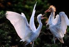 三亞河鳥類自然保護區 三亞河鳥類自然保護區