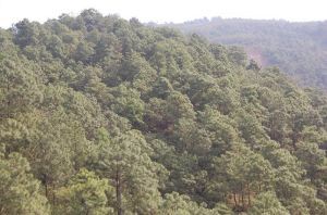 太平大村 太平大村