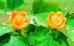 鵝掌揪（馬褂木）