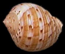 中國鶉螺 中國鶉螺