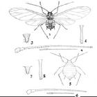 1~4. 有翅胎生蚜的成蟲、觸角、尾片、腹管; 5~6. 無翅胎生蚜的成蟲、觸角、尾片、腹管