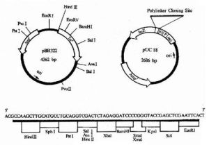 附加型載體 附加型載體